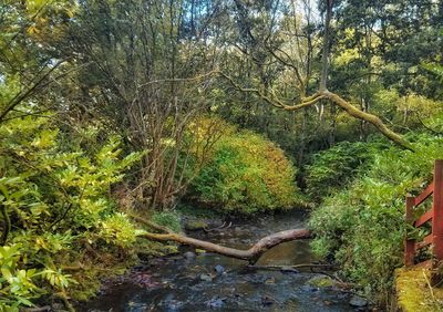 Trees in forest