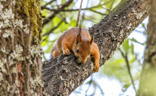 Squirrel on tree trunk