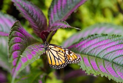 Close-up of butterfly on purple flower