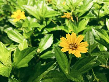 Close-up of yellow flowering plant