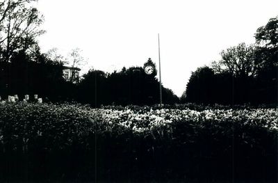 Plants growing on field