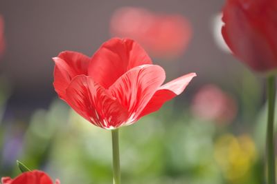 Close-up of red tulip