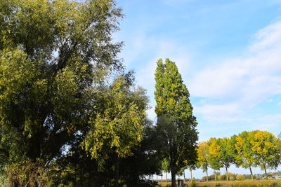 Low angle view of trees against sky during autumn