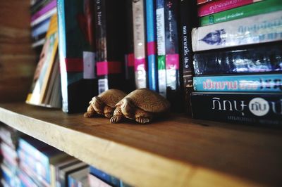 Close-up of  turtles looking away