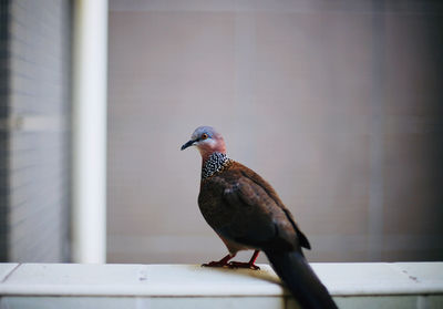 Close-up of bird