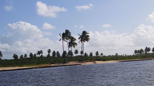 Palm trees against cloudy sky