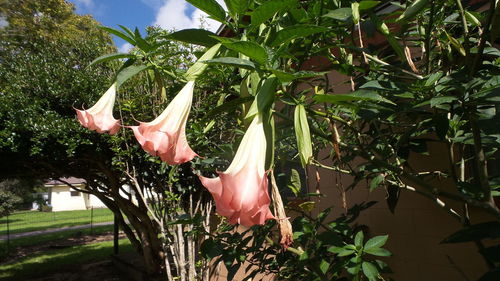 Plants growing in park