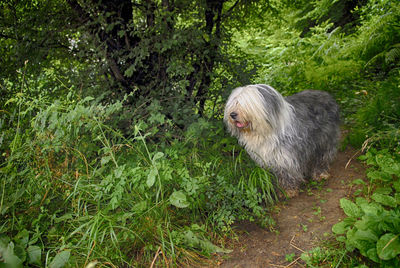 Dog standing in a forest