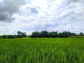 Scenic view of agricultural field against sky
