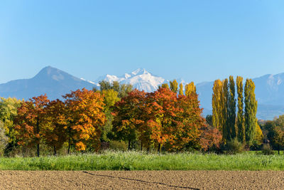 Trees on field against sky during autumn