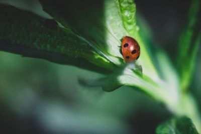 Close-up of ladybug on leaf