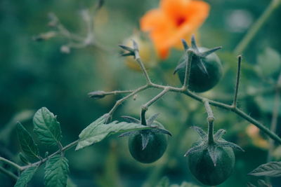 Close-up of tomatoes growing on plant