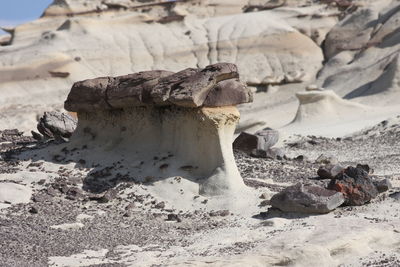 Close-up of horse on sand at beach