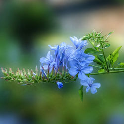 Close-up of purple flowers blooming