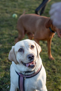 Close-up portrait of dog on field