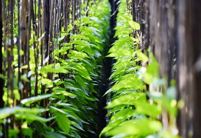 Close-up of green leaves