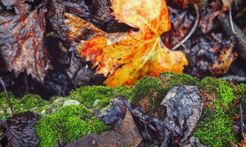 Close-up of maple leaves on rock