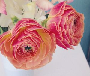 Close-up of pink rose