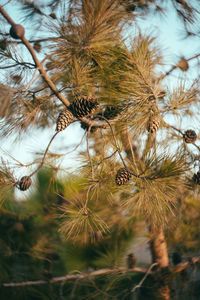 Close-up of wilted flower tree