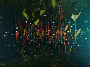 View of fish swimming in sea