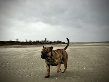 View of dog standing on land against sky. beach, continental bulldog 