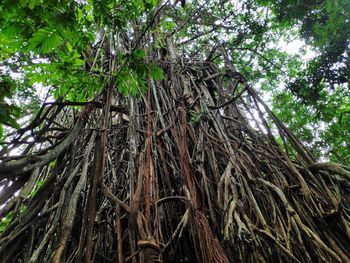 Low angle view of bamboo trees in forest