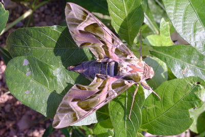 Close-up of insect on plant