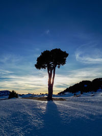 Silhouette trees on snow field against sky during sunset