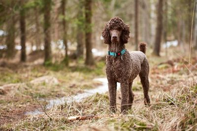 Portrait of brown standard poodle on grassy field