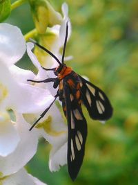 Close-up of butterfly on flower