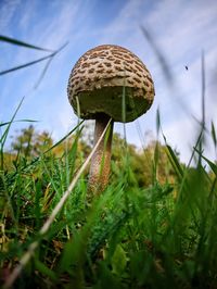 Close-up of mushroom growing on field