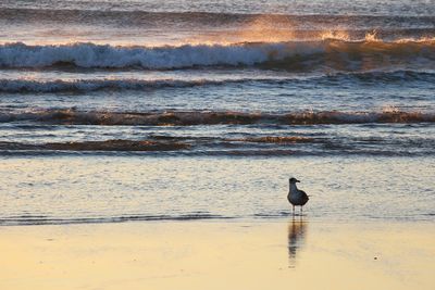 Seagull perching on a beach