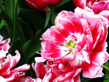 Close-up of pink flowers blooming outdoors