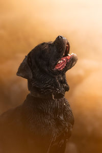 Close-up of a dog looking away