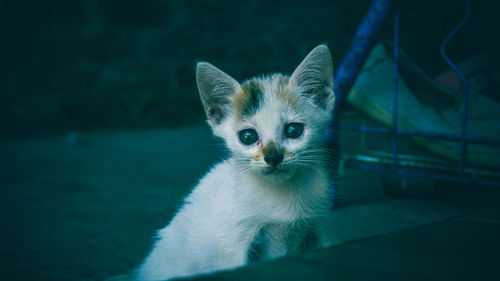 Close-up portrait of kitten by cat outdoors