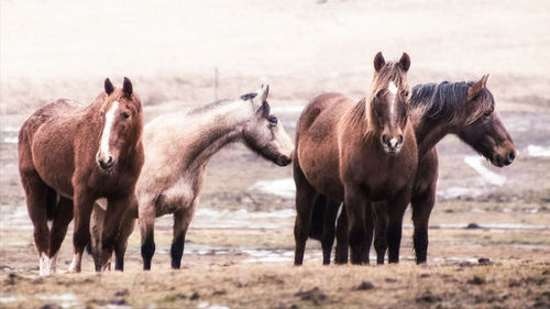 Horses standing in ranch
