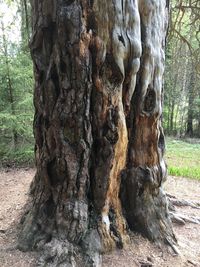 Close-up of lizard on tree trunk in forest