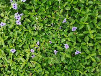 High angle view of purple flowering plants