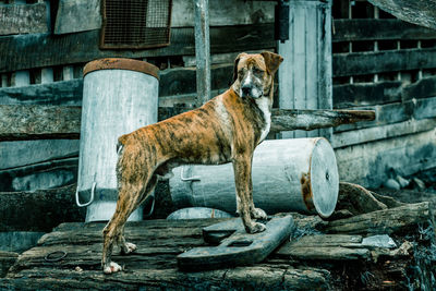 Dog standing on wood