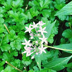 Close-up of flowers blooming outdoors