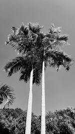 Low angle view of coconut palm trees against sky