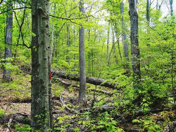 Trees in forest