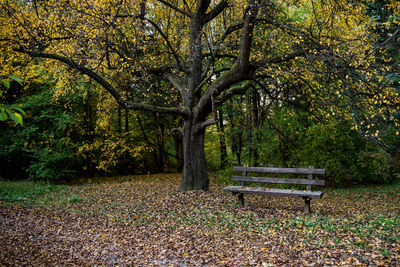 Empty bench in park during autumn