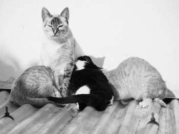 Cats resting