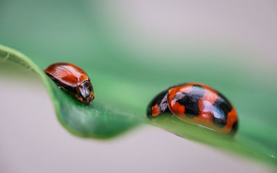 ladybug