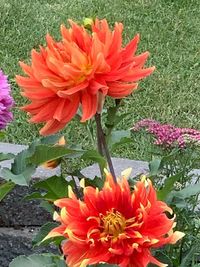 Close-up of red flower