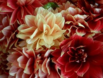 Close-up of pink flower