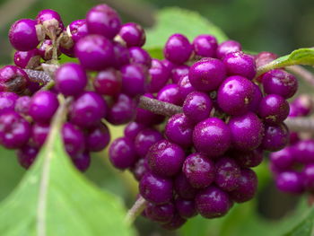 Close-up of grapes growing in vineyard