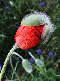 Close-up of red flower bud