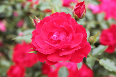 Close-up of pink rose blooming outdoors